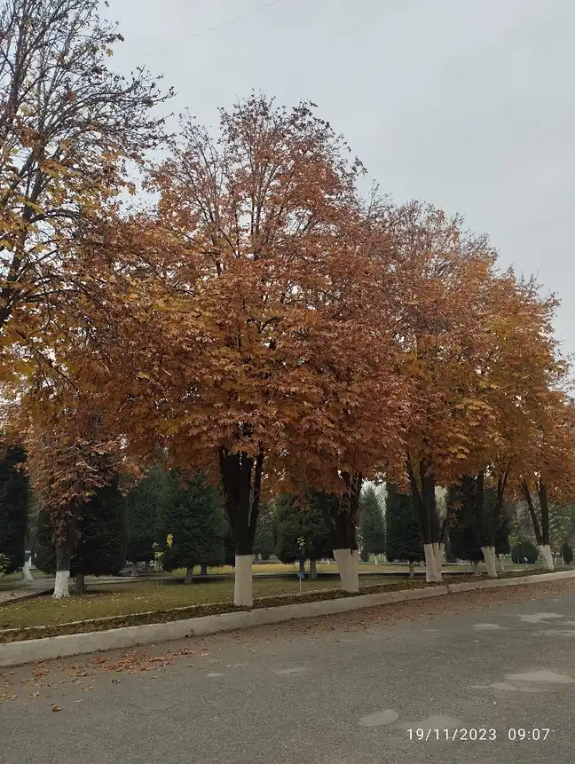Андижанский институт сельского хозяйства и агротехнологий, Kuyganyor — фото 6